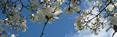 Copy of Copy of Magnolia x loebneri 'Merrill'