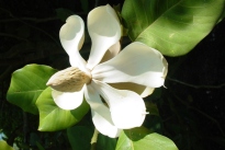 Copy of Magnolia delavayi 01