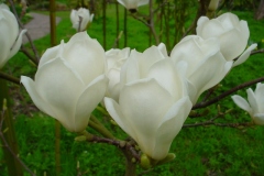 Copy of Magnolia denudata