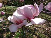 Copy of Magnolia sprengeri var. diva 03