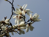 Copy of Magnolia stellata 'Jane Platt' 01