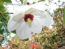 Copy of Magnolia wilsonii 01