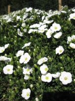 Copy of Arenaria grandiflora