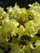 Copy of Copy of Rhododendron burmanicum