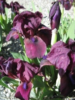 Copy of Iris 'Cherry Garden'