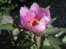 Copy of Paeonia cambessedessii